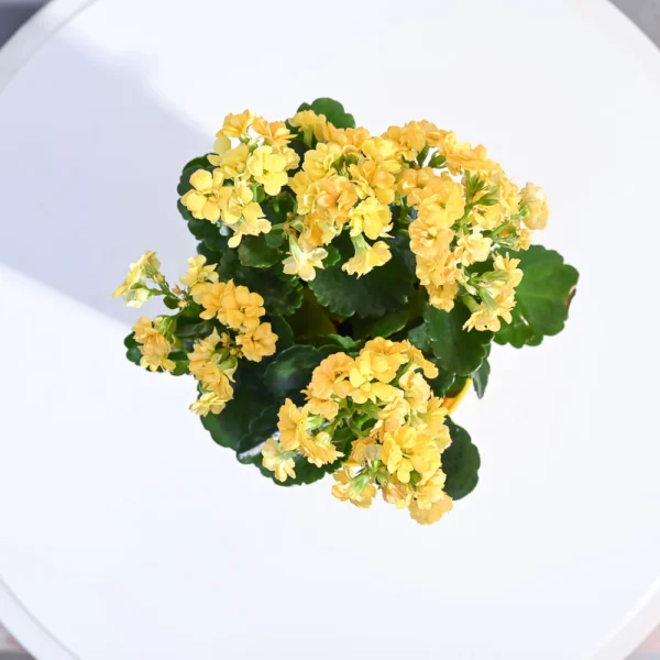 Kalanchoe Plant - Yellow