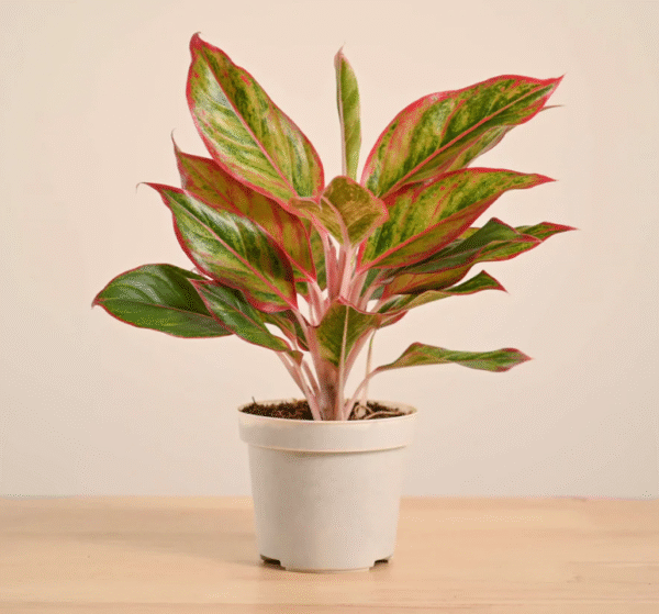 Aglaonema Red Plant