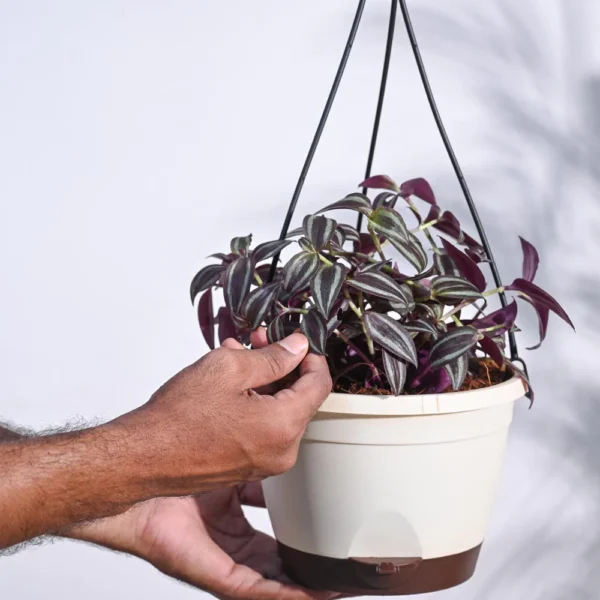 Wandering Jew With Hanging Pot