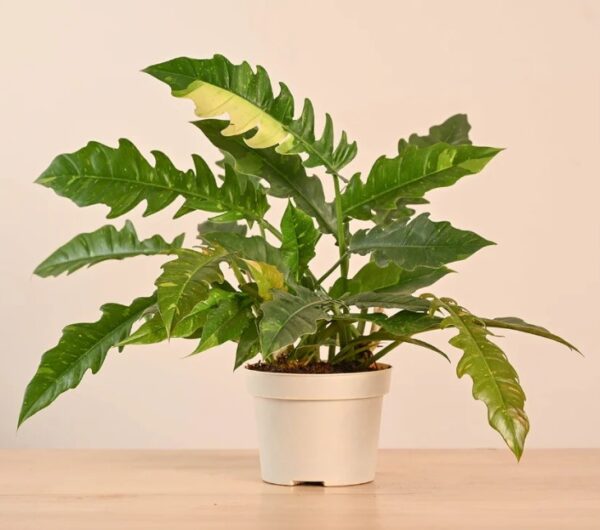 Philodendron Ring of Fire Variegated